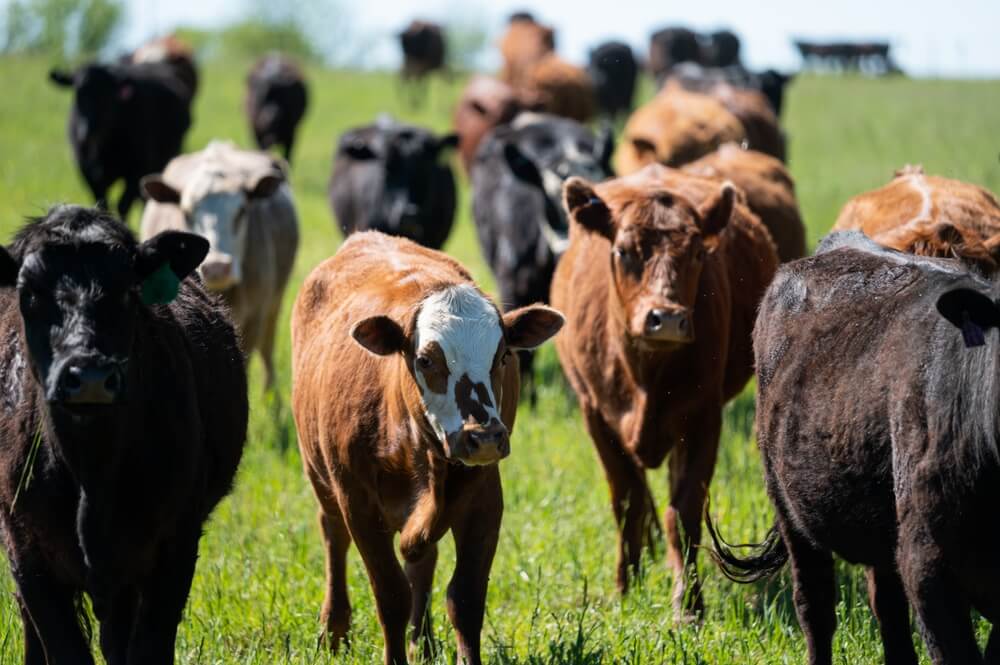 shutterstock_2179772173 (1)